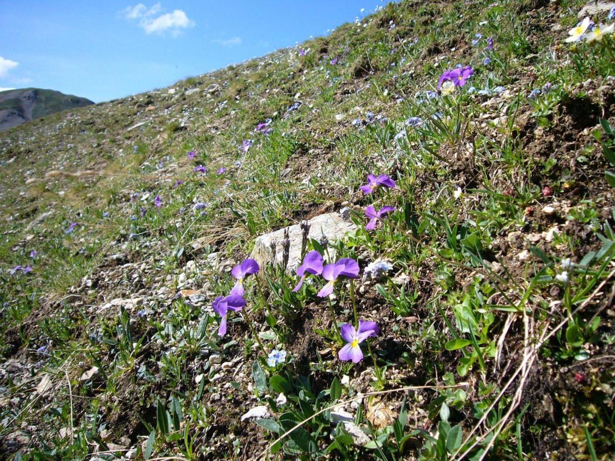 Trollenhof Im Allgaeu - Ferienwohnungen Aggenstein Ruckholz Luaran gambar